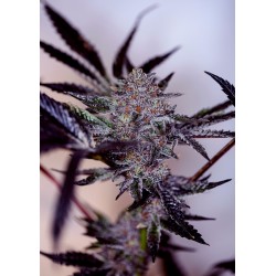 PURPLE CHERRY AUTO ·...