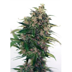 SOMANGO 47 AUTO ·...