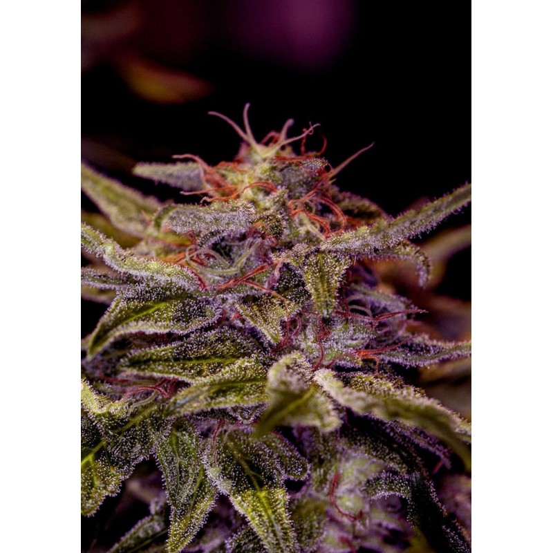 Z VALLEY · Positronics · sementes de maconha · Fem