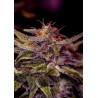 Z VALLEY · Positronics · sementes de maconha · Fem
