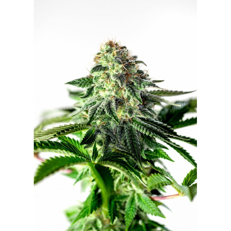 STICKY DREAM EXPRESS AUTO · Positronics · sementes de maconha · AutoFem