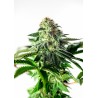STICKY DREAM EXPRESS AUTO · Positronics · sementes de maconha · AutoFem