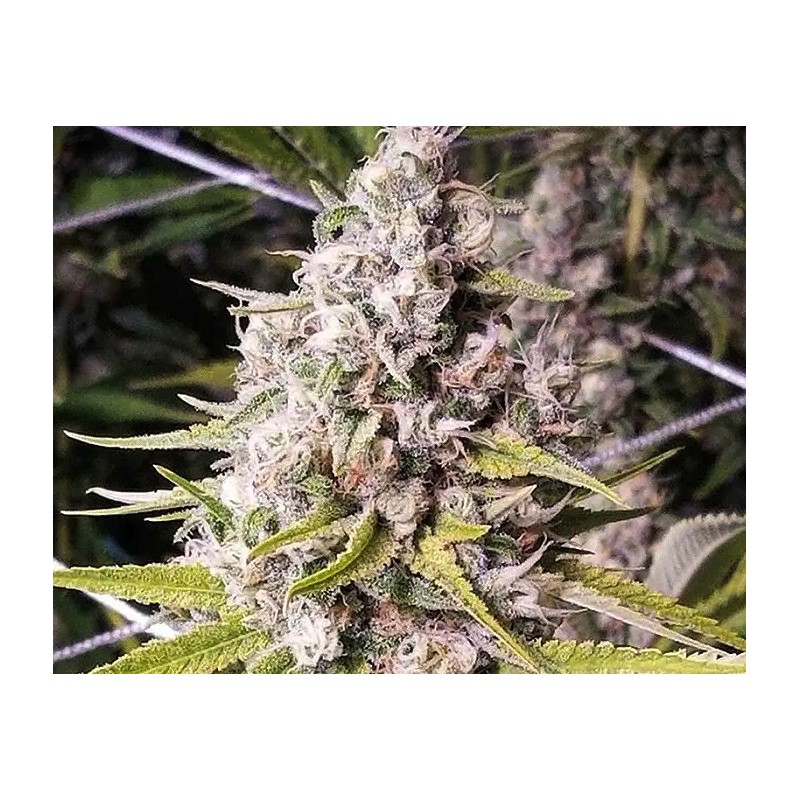 DOUBLE BUBBLEEBERRY · Sagarmatha Seeds · semillas de marihuana · Fem