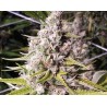DOUBLE BUBBLEEBERRY · Sagarmatha Seeds · kaufen cannabis samen · Fem