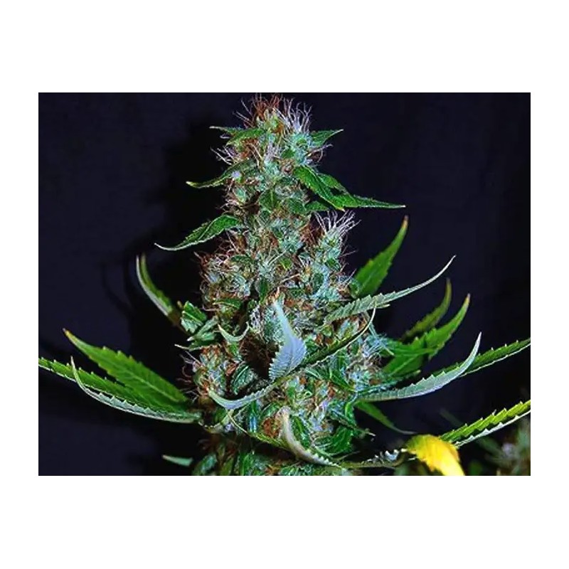DIAMOND HEAD · Sagarmatha Seeds · cannabis samen · Fem