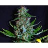 DIAMOND HEAD · Sagarmatha Seeds · cannabis seeds · Fem