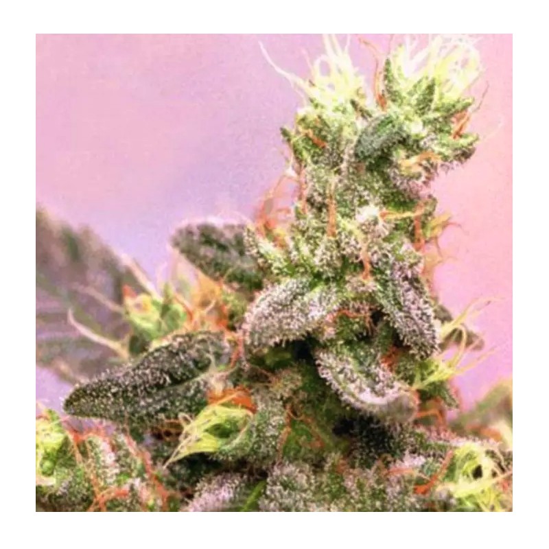 YUMBOLT · Sagarmatha Seeds · kenevir tohumu · Disi · Fem