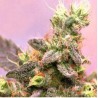YUMBOLT · Sagarmatha Seeds · kenevir tohumu · Disi · Fem