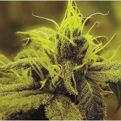 A 1 HAZE · Sagarmatha Seeds...