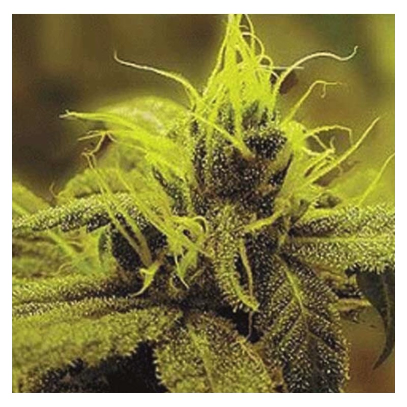 A 1 HAZE · Sagarmatha Seeds · kaufen cannabis samen · Fem