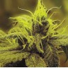 A 1 HAZE · Sagarmatha Seeds · sementes de maconha · Fem