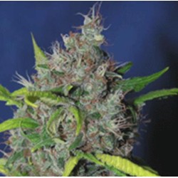 BLUEBERRY BUD · Sagarmatha...
