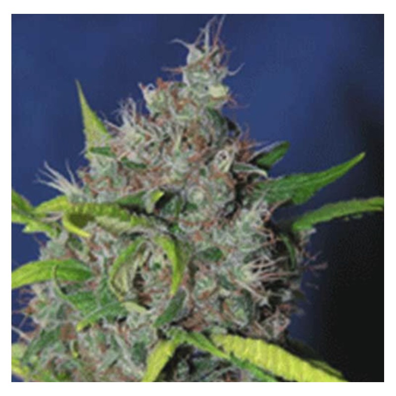 BLUEBERRY BUD · Sagarmatha Seeds · sementes de maconha · Fem