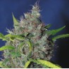 BLUEBERRY BUD · Sagarmatha Seeds · graines de cannabis · Fem