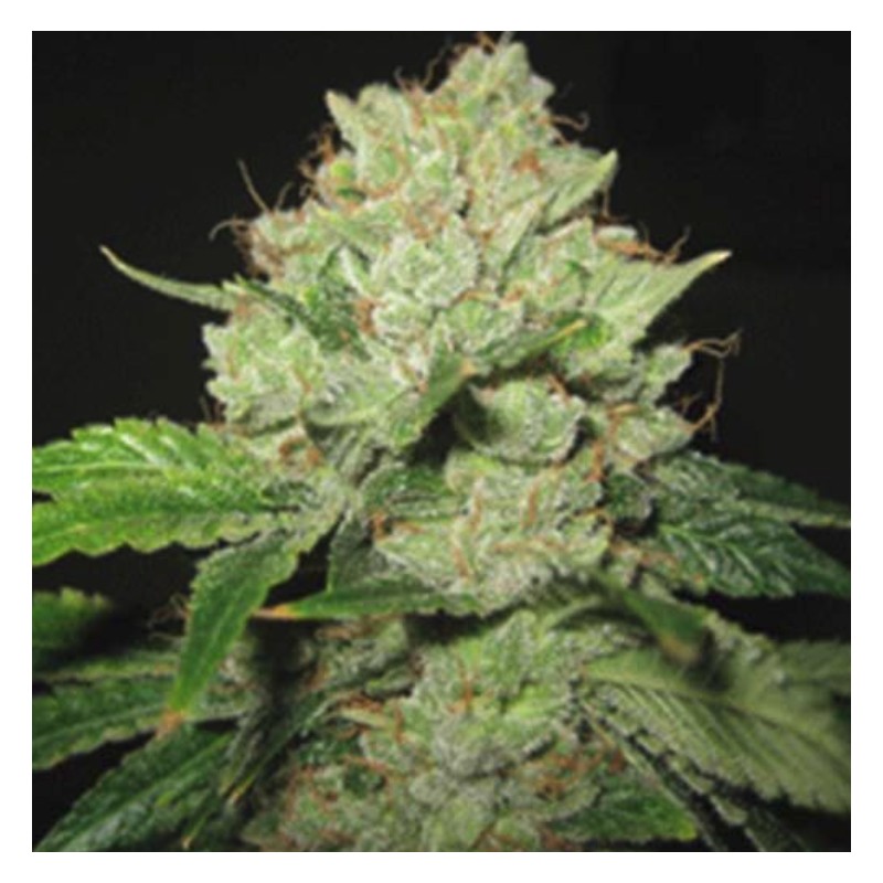 CALTRAIN WRECK · Sagarmatha Seeds · semi di canapa · Fem