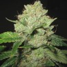 CALTRAIN WRECK · Sagarmatha Seeds · cannabis samen · Fem