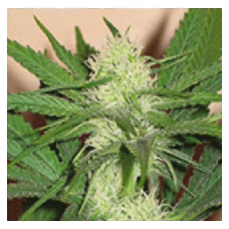 CHEEZ WRECK · Sagarmatha Seeds · kaufen cannabis samen · Fem