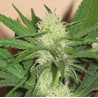 CHEEZ WRECK · Sagarmatha Seeds · semi di canapa · Fem