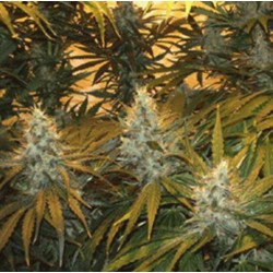 CHUNKY SKUNK · Sagarmatha...