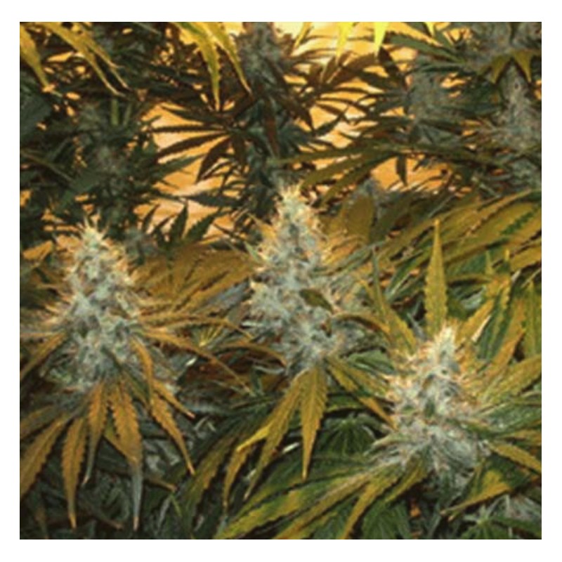 CHUNKY SKUNK · Sagarmatha Seeds · graines de cannabis · Fem