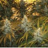 CHUNKY SKUNK · Sagarmatha Seeds · sementes de maconha · Fem