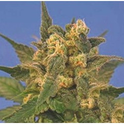 INDICA XXL · Sagarmatha...