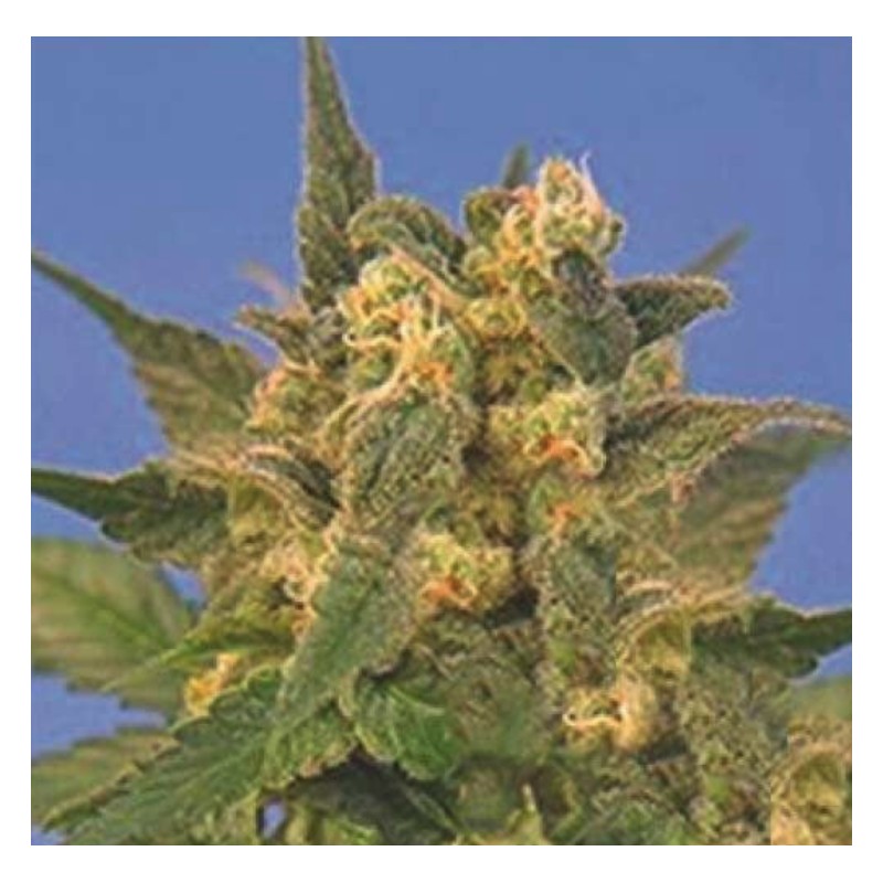 INDICA XXL · Sagarmatha Seeds · graines de cannabis  ·  Fem