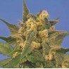 INDICA XXL · Sagarmatha Seeds · cannabis samen  ·  Fem