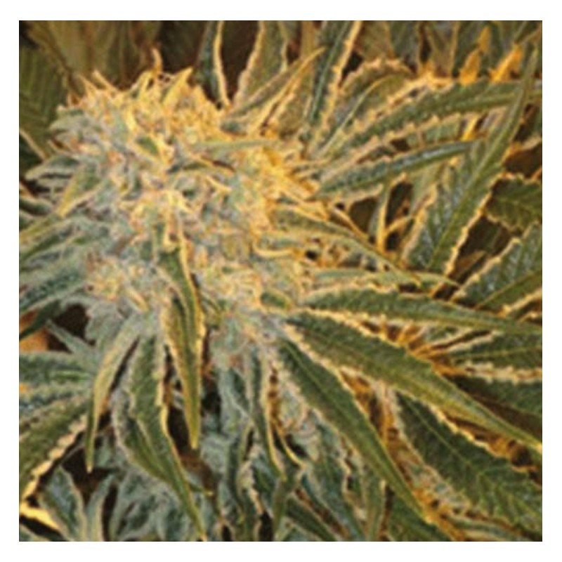NORTHERN LIGHTS 9 · Sagarmatha Seeds · cannabis samen · Fem