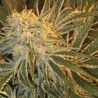 NORTHERN LIGHTS 9 · Sagarmatha Seeds · graines de cannabis · Fem