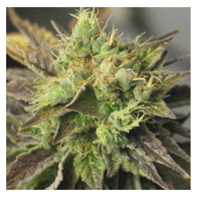 STRAWBERRY D-LITE · Sagarmatha Seeds · semillas de marihuana · Fem