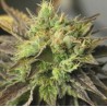 STRAWBERRY D-LITE · Sagarmatha Seeds · semi di canapa · Fem