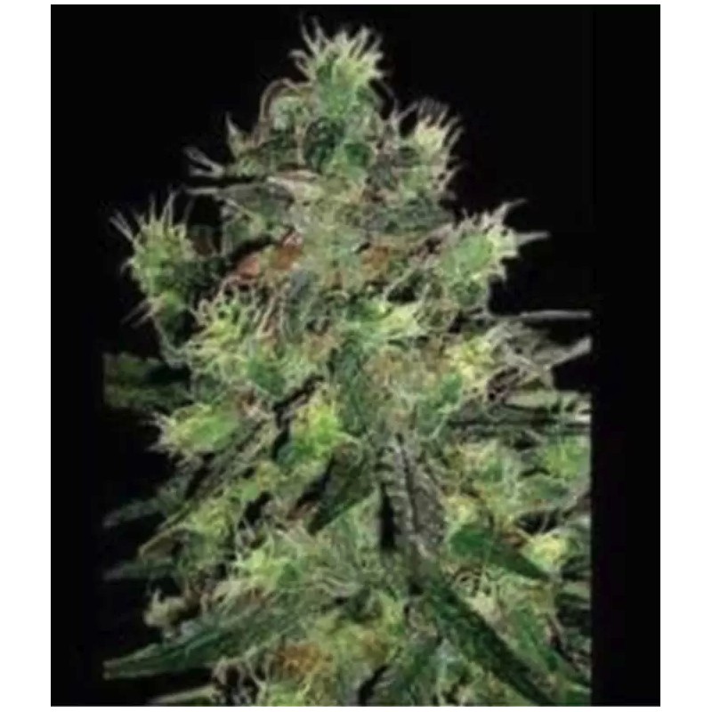 BLACK THUNDERFUCK · Sagarmatha Seeds · kaufen cannabis samen · Fem