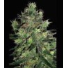 BLACK THUNDERFUCK · Sagarmatha Seeds · kaufen cannabis samen · Fem