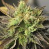 DOUBLE DIESEL RYDER · Sagarmatha Seeds · cannabis samen · AutoFem