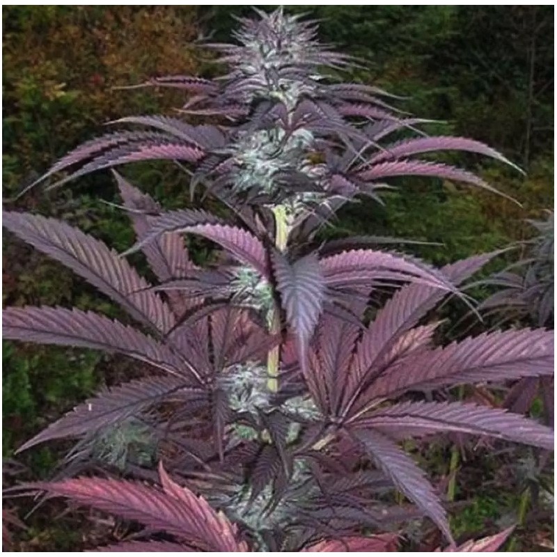 PURPLE PINECONE · Sagarmatha Seeds · semi di canapa · Fem