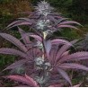 PURPLE PINECONE · Sagarmatha Seeds · kaufen cannabis samen · Fem