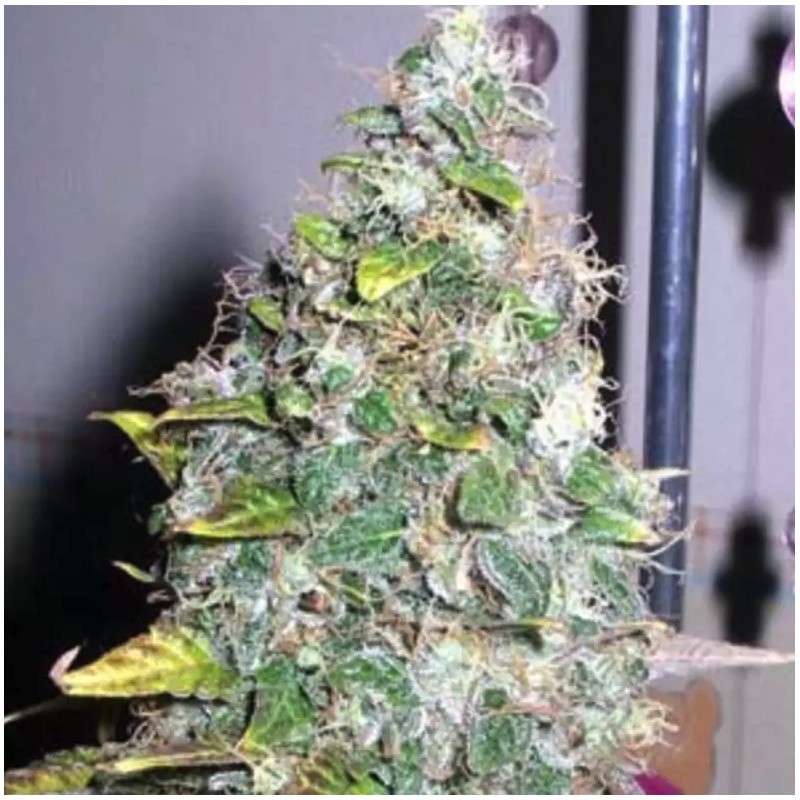 SMURFBERRY · Sagarmatha Seeds · semi di canapa · AutoFem