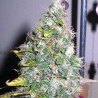 SMURFBERRY · Sagarmatha Seeds · sementes de maconha · AutoFem