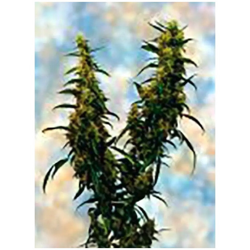 WESTERN WINDS KALI MIST · Sagarmatha Seeds · kaufen cannabis samen · Fem