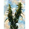 WESTERN WINDS KALI MIST · Sagarmatha Seeds · kaufen cannabis samen · Fem