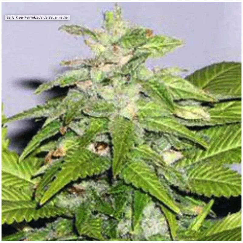 EARLY RISER · Sagarmatha Seeds · graines de cannabis · Fem