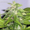 EARLY RISER · Sagarmatha Seeds · sementes de maconha · Fem