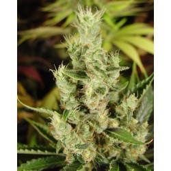 AMNESIA HAZE · Soma Seeds ·...