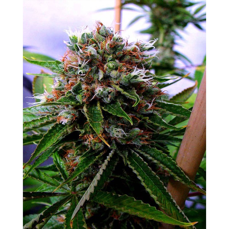 BUDDHA SISTER · Soma Seeds · kenevir tohum · Disi · Fem
