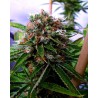 BUDDHA SISTER · Soma Seeds · graines de cannabis · Fem