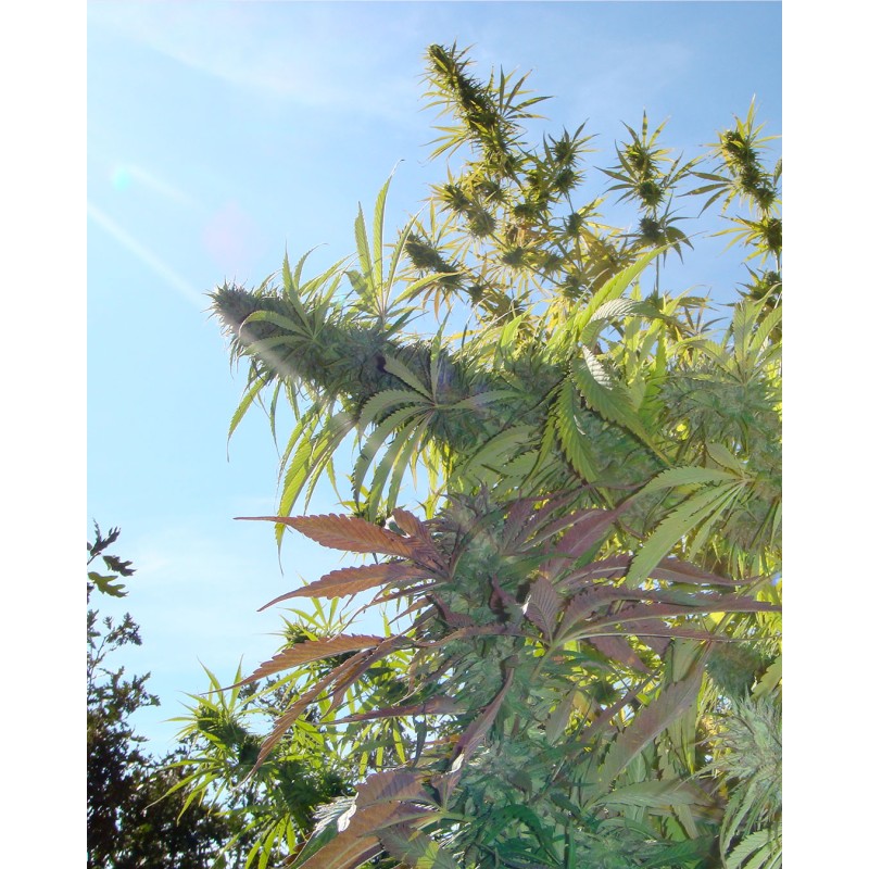 KUSHADELIC · Soma Seeds · cannabis samen · Fem