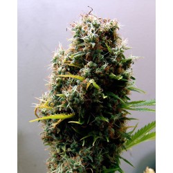 KUSHADELIC · Soma Seeds · cannabis samen · Fem