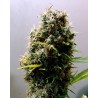 KUSHADELIC · Soma Seeds · sementes de maconha · Fem