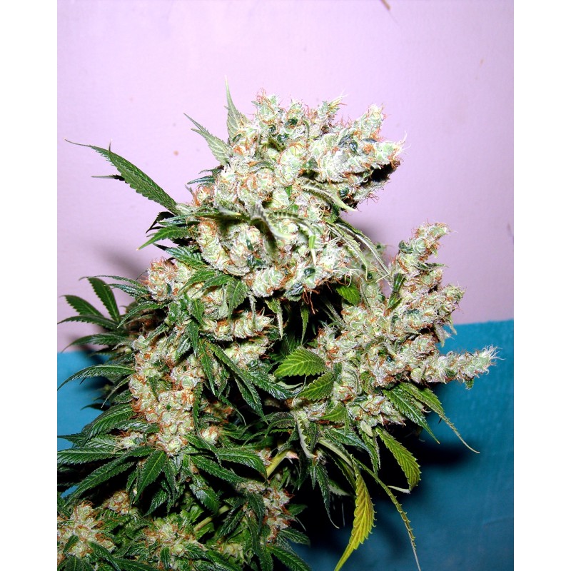 NYC DIESEL · Soma Seeds · sementes de maconha · Fem